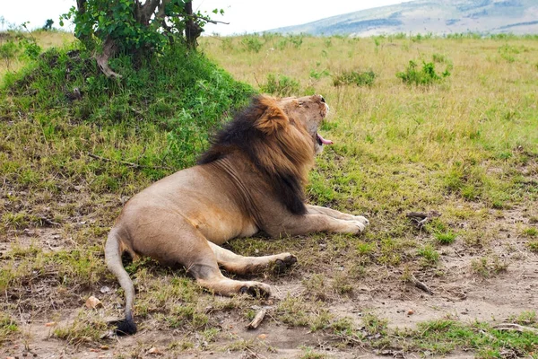 Лев Национальном Парке Масаи Мара Кения — стоковое фото