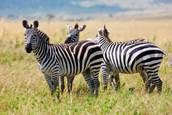 Zebras Parque Nacional Maasai Mara Quênia — Fotografia de Stock