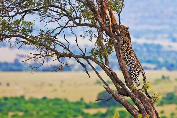 Leopardo Nel Parco Nazionale Maasai Mara Kenya — Foto Stock