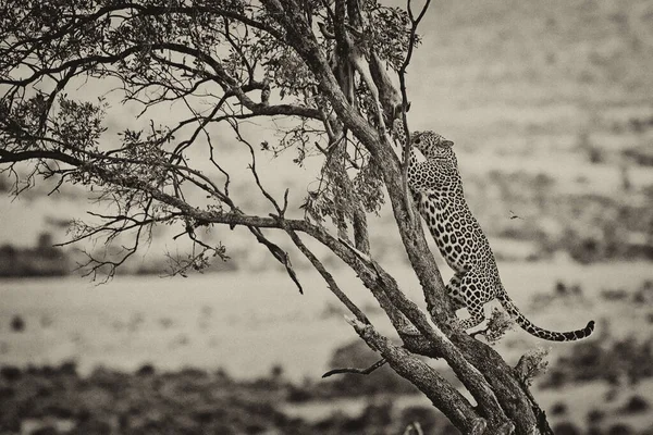 Leopard Maasai Mara National Park Kenya — Stockfoto