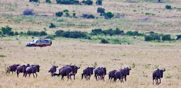 Wildebeests Maasai Mara National Park Kenya — Stock Photo, Image