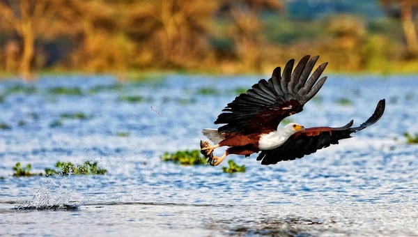 Águila Pescadora Africana Parque Nacional Lago Naivasha Kenia — Foto de Stock