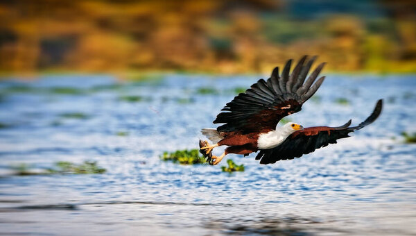 Африканский орёл-рыба, Национальный парк озера Найваша, Кения