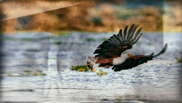 肯尼亚奈瓦沙湖国家公园的非洲鱼鹰 — 图库照片