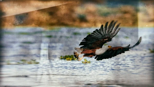 Aigle Pêcheur Africain Parc National Lac Naivasha Kenya — Photo