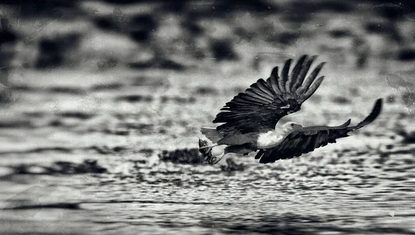 African Fish Eagle Naivasha Lake National Park Kenya — Stock Photo, Image