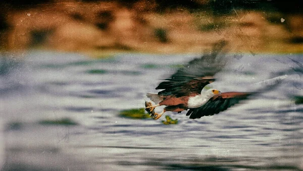 African Fish Eagle Naivasha Lake National Park Kenya — Stock Photo, Image