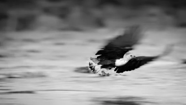 Aquila Pescatrice Africana Parco Nazionale Del Lago Naivasha Kenya — Foto Stock