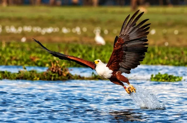 Águia Peixe Africana Parque Nacional Lago Naivasha Quênia — Fotografia de Stock