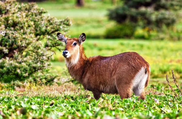 Waterbuck Озере Найваша Кении — стоковое фото