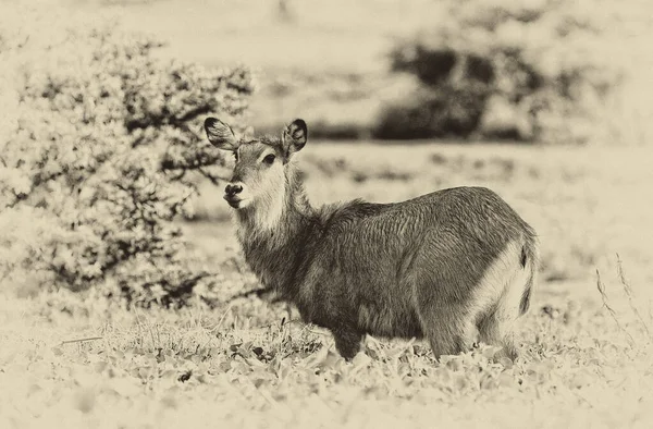 Waterbuck Озере Найваша Кении — стоковое фото