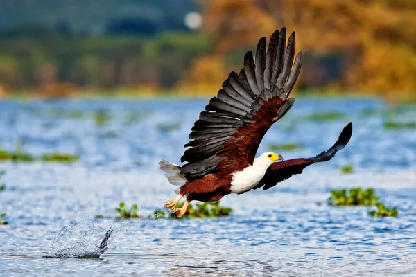肯尼亚奈瓦沙湖国家公园的非洲鱼鹰 — 图库照片