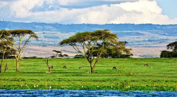 ケニアのナイバシャ湖 — ストック写真