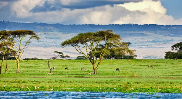 Lago Naivasha Kenia — Foto de Stock