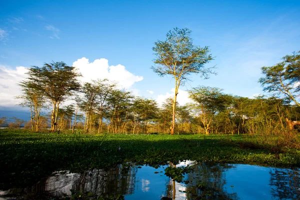 Jezioro Naivasha Kenii — Zdjęcie stockowe