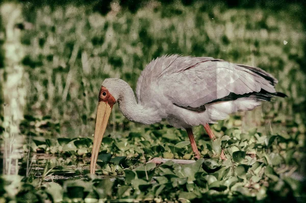 Kenya Naivasha Gölü Nde Sarı Gagalı Leylekler Mycteria Ibis — Stok fotoğraf