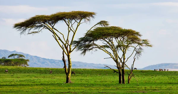 Prachtig Landschap Met Bomen Een Groot Gras — Stockfoto