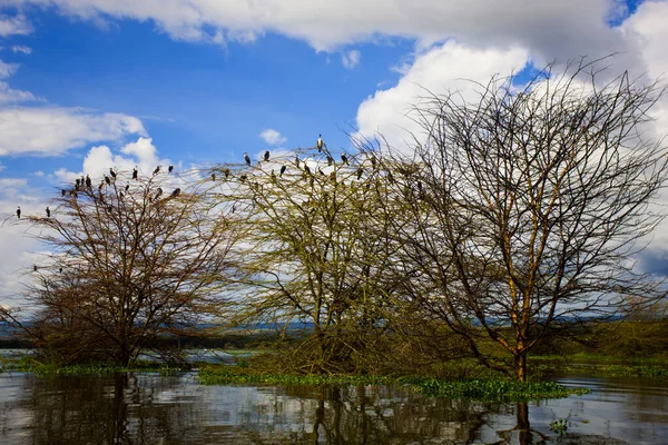 肯尼亚奈瓦沙湖 — 图库照片