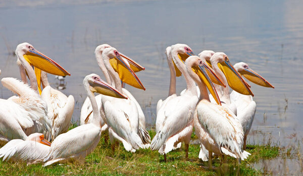 Great white pelicans in Lake Nakuru National Park - Kenya, Africa