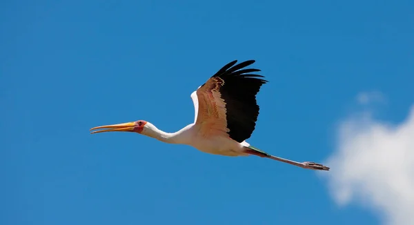 ケニアのナクル湖の黄色いコウノトリ ミセシアイビス — ストック写真