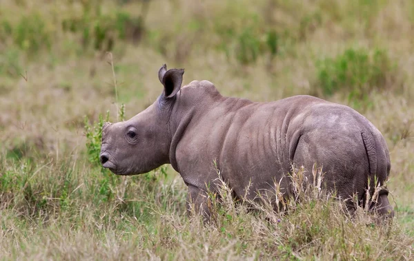 Veau Rhinocéros Dans Parc National Lac Nakuru Kenya — Photo