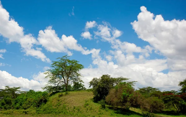 Árvores Verdes Paisagem Cênica — Fotografia de Stock