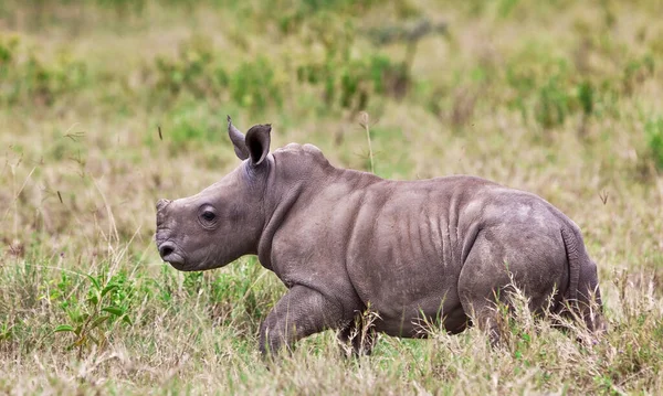 Veau Rhinocéros Dans Parc National Lac Nakuru Kenya — Photo