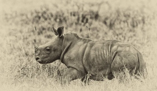 Rhinoceros Kalf Het Lake Nakuru National Park Kenia — Stockfoto