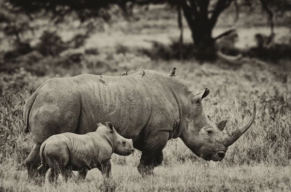 肯尼亚纳库鲁湖国家公园里的犀牛和它的小牛犊 — 图库照片
