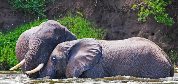 Elefantes Africanos Parque Nacional Reina Isabel Canal Kazinga Uganda — Foto de Stock