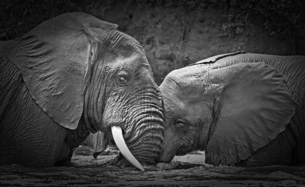 Słonie Afrykańskie Parku Narodowym Królowej Elżbiety Kazinga Channel Uganda — Zdjęcie stockowe