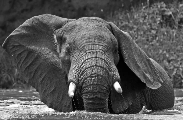 Afrikai Elefánt Queen Elizabeth Nemzeti Parkban Kazinga Csatorna Uganda — Stock Fotó