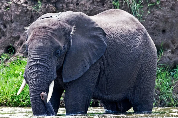 Elefante Africano Parque Nacional Reina Isabel Canal Kazinga Uganda — Foto de Stock