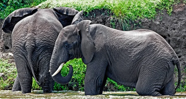 Elefantes Africanos Parque Nacional Reina Isabel Canal Kazinga Uganda — Foto de Stock