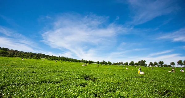 Groene Bomen Landschap — Stockfoto