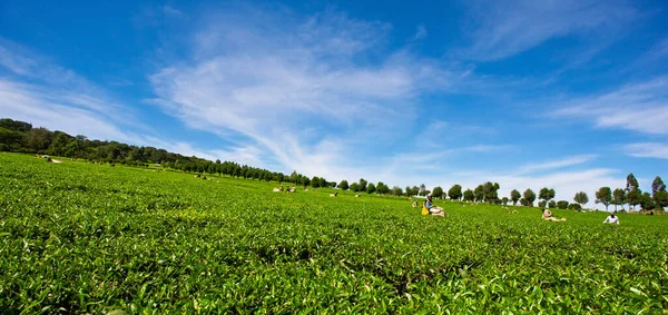 Alberi Verdi Paesaggio Panoramico — Foto Stock