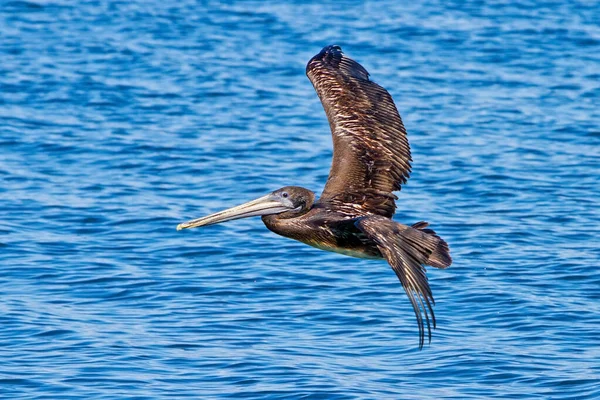Wildvogel Fliegt Über Das Wasser — Stockfoto