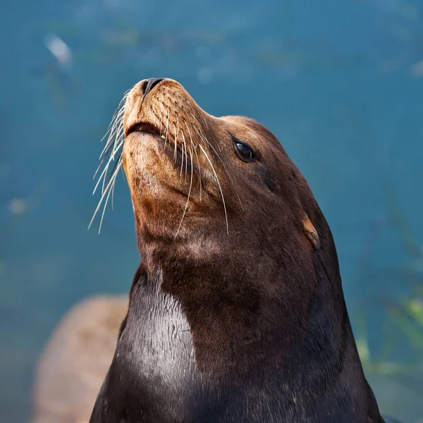 Selo Califórnia Comumente Chamado Leões Marinhos Morro Bay Califórnia Eua — Fotografia de Stock