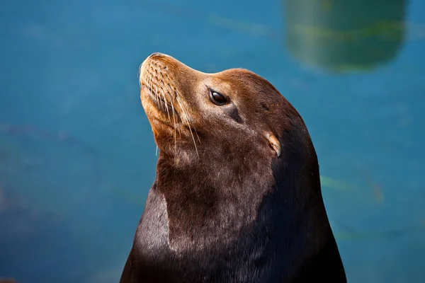 California Seal Běžně Nazývaný Sea Lions Morro Bay Kalifornie Usa — Stock fotografie
