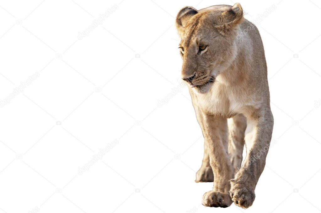 african lioness isolated on  background