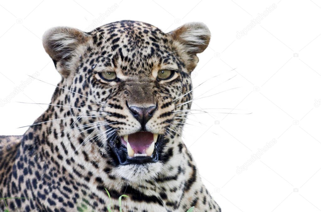 portrait of a beautiful leopard isolated