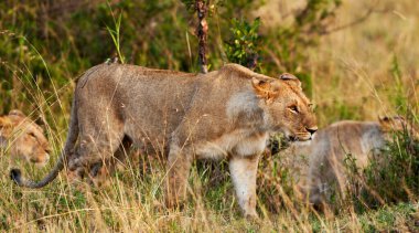 Masai Mara, Kenya 'daki Afrika Aslanları