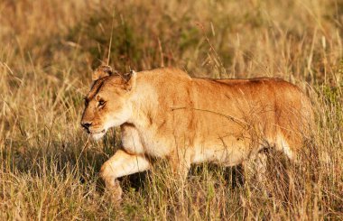 Kenya 'daki Maasai Mara Ulusal Parkı' nda Afrikalı Aslan Kadın.