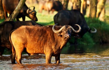 Kenya Nakuru Ulusal Parkı 'ndaki nehirde bir bufalonun yakın plan fotoğrafı.