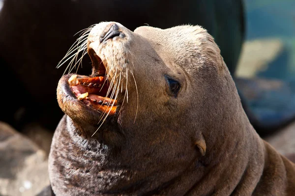 California Seal Běžně Nazývaný Sea Lions Morro Bay Kalifornie Usa — Stock fotografie