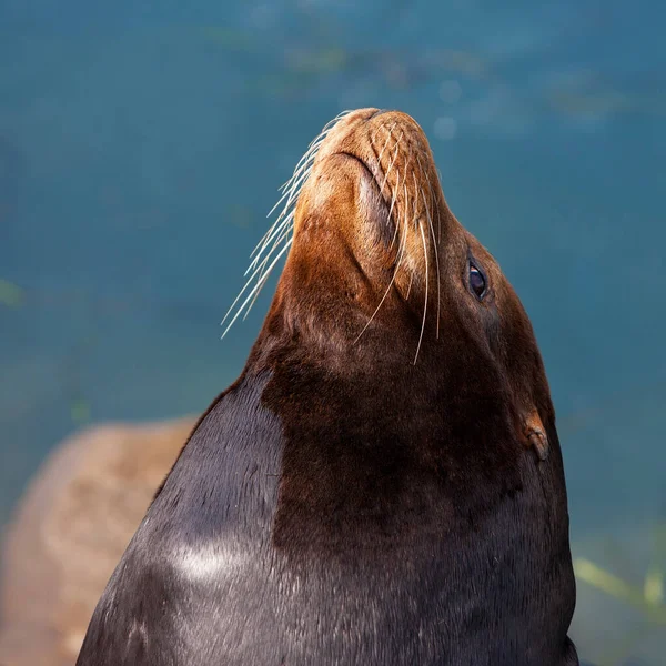 Καλιφόρνια Seal Κοινώς Ονομάζεται Θαλάσσια Λιοντάρια Στο Morro Bay Καλιφόρνια — Φωτογραφία Αρχείου