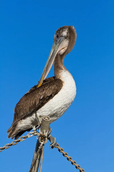 Bruine Pelikaan Aan Stille Oceaan Bij Pleasure Point Santa Cruz — Stockfoto