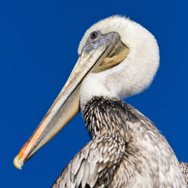 Pelicano Marrom Oceano Pacífico Pleasure Point Santa Cruz Califórnia Eua — Fotografia de Stock