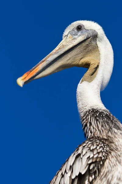 Brauner Pelikan Pazifik Vergnügungspunkt Santa Cruz Kalifornien Vereinigte Staaten — Stockfoto