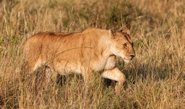 Fiatal Hím Afrikai Oroszlán Maasai Mara Nemzeti Parkban Kenyában — Stock Fotó